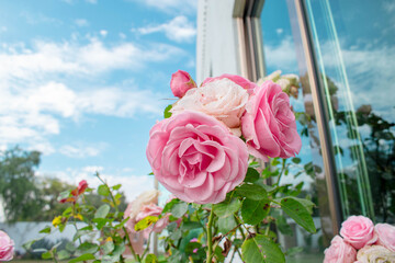 Rosa lucieae Franch hermosa flor de color rosado en un jardin lujoso con un cielo azul mucha...