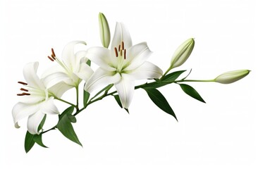 Fototapeta na wymiar lily isolated on white background white lily