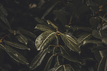 Close-up Plant Flower Flora Leaves Nature