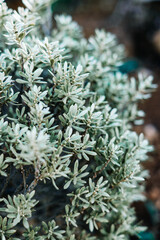 Close-up Plant Flower Flora Leaves Nature