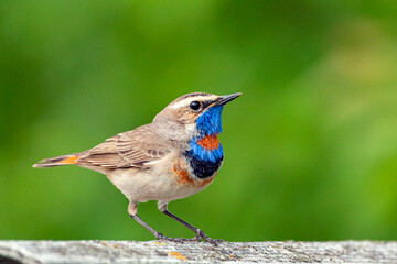 Bluethroat sits on the ground Close-up...
