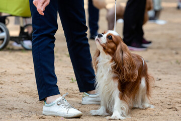 The Cavalier King Charles spaniel dog at the dog show...
