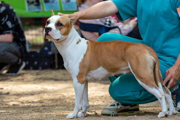 A beautiful American Staffordshire Terrier showing off during a dog show