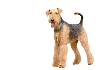 Airedale terrier dog on a white background.