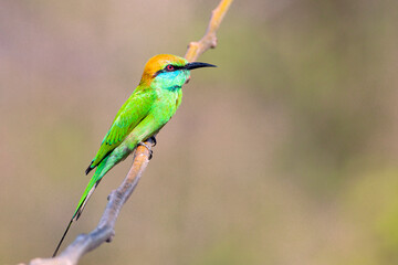The green bee-eater (Merops orientalis) sometimes little green bee-eater sitting on the branch