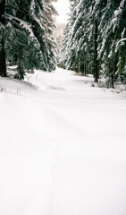 snowy road in the forest