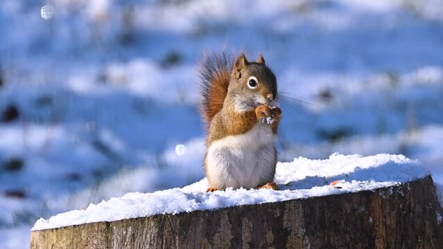 Squirrel in our yard this Autumn in Windsor in Broome County Upstate NY.  A cute rodent feeding on Corn.