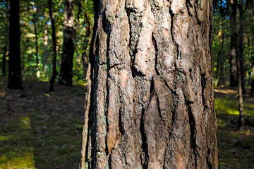 Obraz premium Bark on a pine tree trunk in a forest