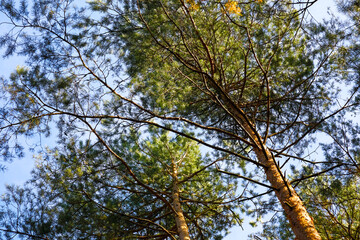 Obraz premium Landscape with pine branches