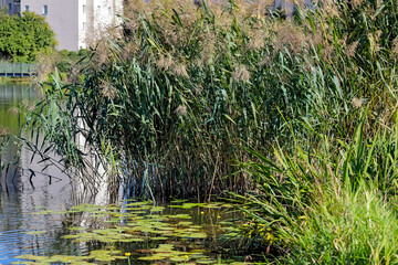 Reeds and waterlilies grow in the lake