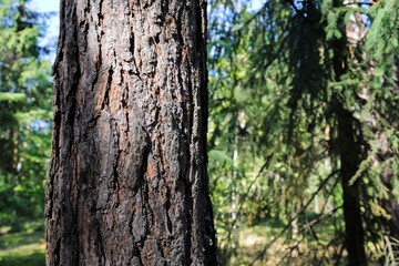 View of rough pine bark in a forest