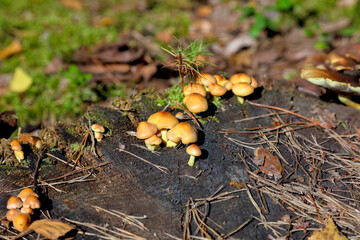 Wild mushrooms growing in the forest