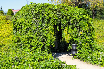 A pergola overgrown with plants