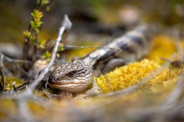 australian blue tongue lizard in tasmania australia