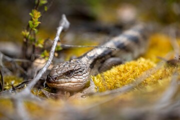 australian blue tongue lizard in tasmania australia