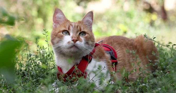 Slow motion video of cute red white cat relaxing on the green grass