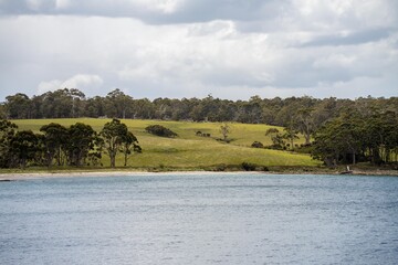 farmer herding cows in a field, Angus, wagyu, Murray grey, Dairy and beef Cows and Bulls grazing on grass and pasture in a field. organic and free range, being grown on a farm in tasmania Australia.