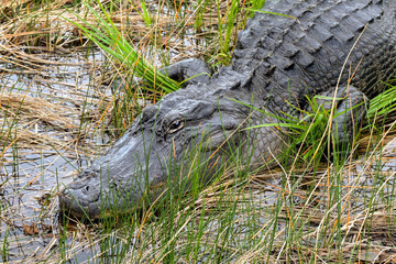 Closeup view of a large alligator among reeds and swamp in the Everglades.