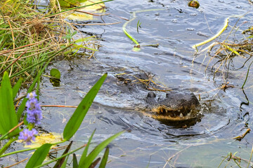 Large alligator among reeds and swamp in the Everglades.
