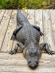 Large alligator lying on a wooden walkway in the Everglades. No people.