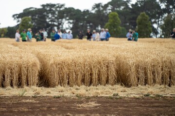 group of farmers doing a crop walk learning about crop health and agronomy from an agricultural agronomist of wheat and barley trials