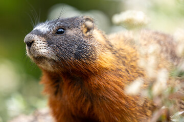Yellow-bellied marmot in Yosemite Park
