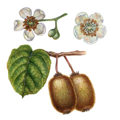 Watercolor bright brown fruits, green leaves and white flowers of kiwi with pieces and slices for the design of labels, covers, websites of juices, food, cakes, confectionery, sweets