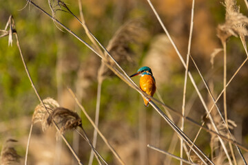 The common kingfisher (Alcedo atthis, the Eurasian kingfisher, river kingfisher) - beautiful blue...