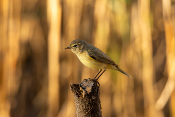 The common chiffchaff (Phylloscopus collybita) perching on twig
