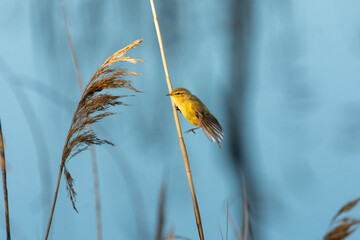The common chiffchaff (Phylloscopus collybita) perching on twig
