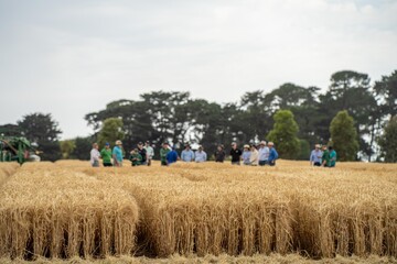 Fototapeta premium agricultural students in a field learning about crop farming in america
