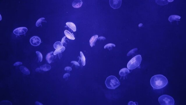 Beautiful jellyfish in light swimming on dark background, 4k