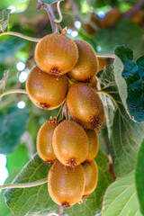 Kiwi fruit on a vine near Fresno, California.
