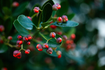 free place. natural background from tropical plants. For mounting a product display