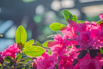 Zelfklevend Fotobehang Rhododendron indicum is an azalea Rhododendron species native to Japan. A beautiful spring flower in shades of purple. Kirishima-tsutsuji © Mister