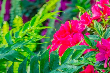 Keuken spatwand met foto Blooming pink azalea flowers close up nature spring background. floral background lush fresh azalea flowers. Beautiful Rhododendron. springtime in botanical. Azalea flowers with a strong red color. © Mister