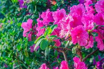 Selbstklebende Fototapeten Rhododendron indicum is an azalea Rhododendron species native to Japan. A beautiful spring flower in shades of purple. Kirishima-tsutsuji © Mister
