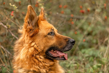 Head portrait of a beautiful german shepherd dog in autumn outdoors