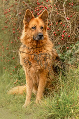 Head portrait of a beautiful german shepherd dog in autumn outdoors