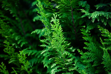 free place. natural background from tropical plants. For mounting a product display