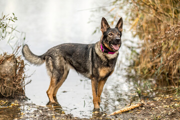 A female german shepherd dog having fun in the water of a pond in autumn outdoors