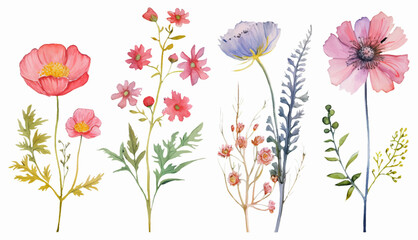Hand drawn detailed watercolor wild flowers vector. Flowering plants, blooming flowers isolated on white background. 