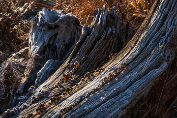 Beautiful close up of frosty Common Bonnet mushroom at sunrise in Autumn Fall