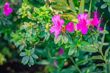 Rhododendron indicum is an azalea Rhododendron species native to Japan. A beautiful spring flower in shades of purple. Kirishima-tsutsuji