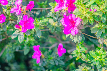 Naklejka premium Rhododendron indicum is an azalea Rhododendron species native to Japan. A beautiful spring flower in shades of purple. Kirishima-tsutsuji