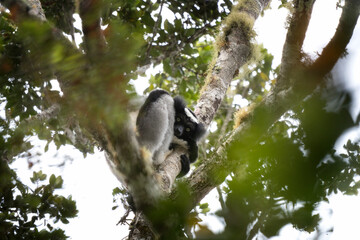 Indri on the tree in Madagascar island. The biggest lemur on Madagascar. Black and white primate in the forest. Exotic wildlife. 