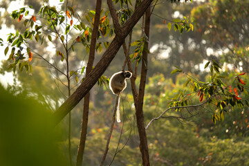 Diademed sifaka during sunset in the forest. Propithecus diadema is climbing on the tree in...