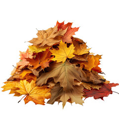  Autumn maple leaf isolated on transparent background