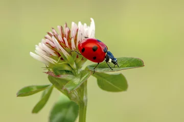 Fototapeten Macro shots, Beautiful nature scene.  Beautiful ladybug on leaf defocused background © blackdiamond67