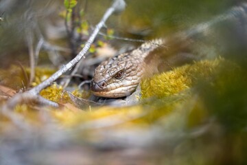 australian blue tongue lizard in tasmania australia